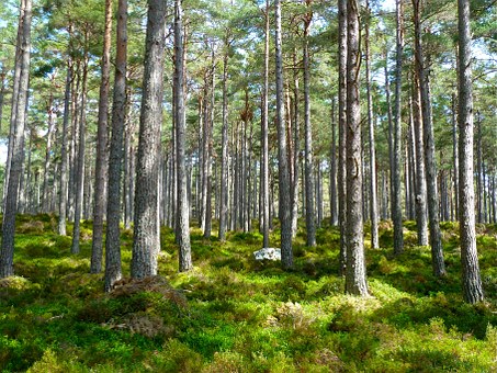 Forest 272595 340